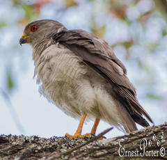 Accipiter badius polyzonoides