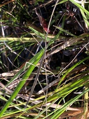Manomera brachypyga