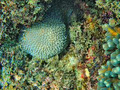 Hydnophora microconos