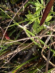 Manomera brachypyga