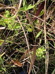 Manomera brachypyga