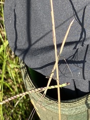 Manomera brachypyga