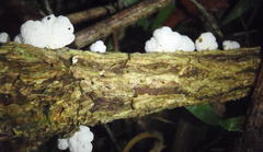 Image of Campanella capensis