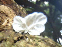 Campanella capensis image