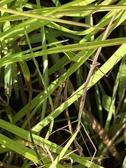 Manomera brachypyga