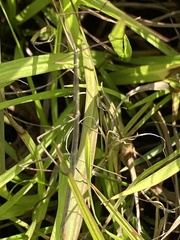 Manomera brachypyga