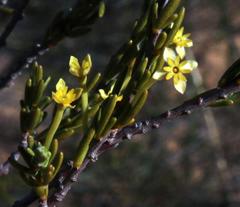 Struthiola eckloniana