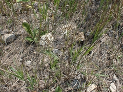Achillea millefolium borealis