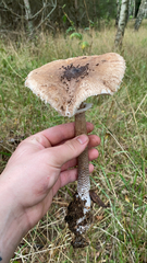 Macrolepiota procera