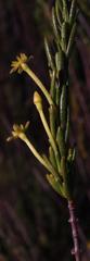 Struthiola eckloniana