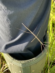 Manomera brachypyga