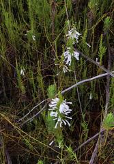 Erica perspicua perspicua