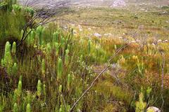 Erica perspicua perspicua