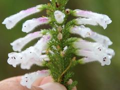 Erica perspicua perspicua