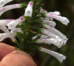 Erica perspicua perspicua