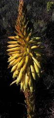 Aloe microstigma microstigma