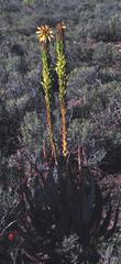 Aloe microstigma microstigma