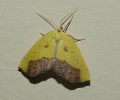 Drepanogynis cambogiaria