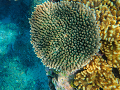 Acropora millepora