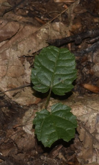 Rubus dalibarda