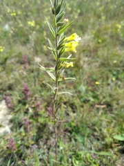 Odontites glutinosus