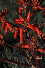 Aloe striata