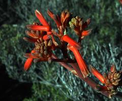 Aloe striata