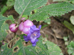 Strobilanthes heyneana