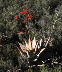 Aloe striata