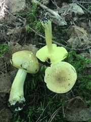 Tricholoma frondosae