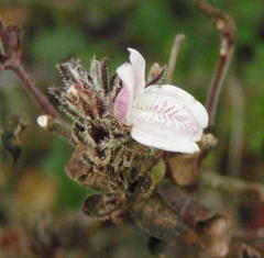 Isoglossa ciliata