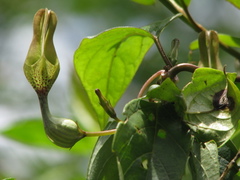 Ceropegia decaisneana