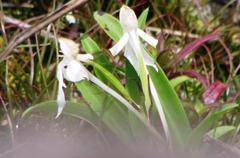 Habenaria longicorniculata