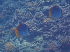 Chaetodon adiergastos