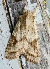 Lithophane bethunei