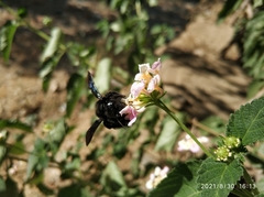 Xylocopa