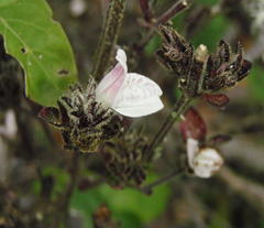 Isoglossa ciliata