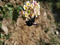 Xylocopa