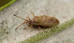 Plerochila australis