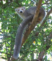 Lepilemur ankaranensis