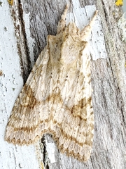 Lithophane bethunei