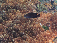 Pomacentrus brachialis