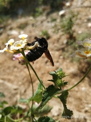 Xylocopa