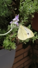 Pieris rapae