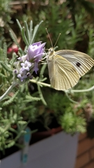 Pieris rapae