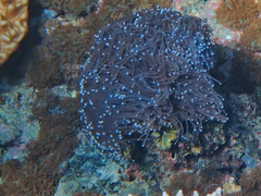 Euphyllia glabrescens