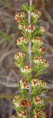 Erica glumiflora