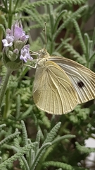 Pieris rapae