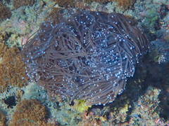 Euphyllia glabrescens