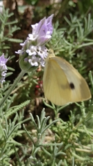 Pieris rapae